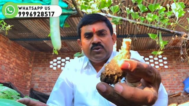 सूखे हुए बल्ब पर फिर फूल लेने के लिए करें ये काम #garden #youtube смотреть онлайн