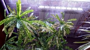 КРОТОН ( КОДИЕУМ). УХОД В ДОМАШНИХ УСЛОВИЯХ.