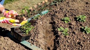 ПРАВИЛЬНАЯ ВЫСАДКА ЛЬВИНОГО ЗЕВА В ОТКРЫТЫЙ ГРУНТ