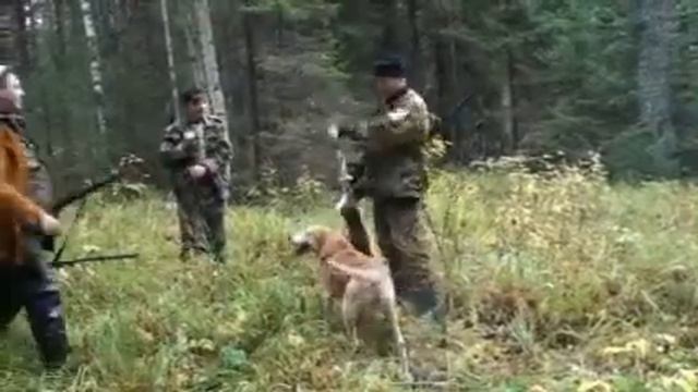 Охота на зайца с гончей 1 смотреть онлайн
