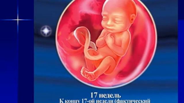 Внутриутробное развитие человека.AVI смотреть онлайн