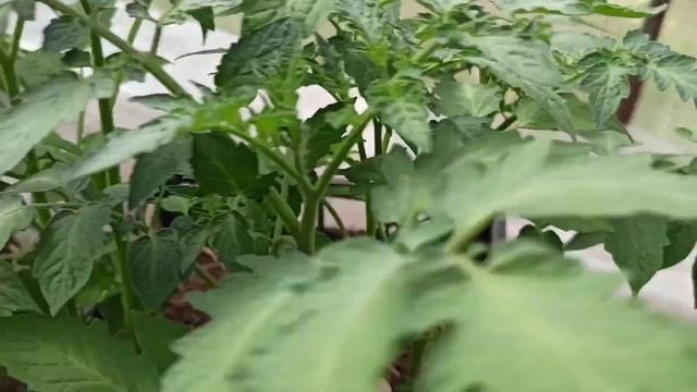 Рассада помидор цветет раньше. Почему? смотреть онлайн