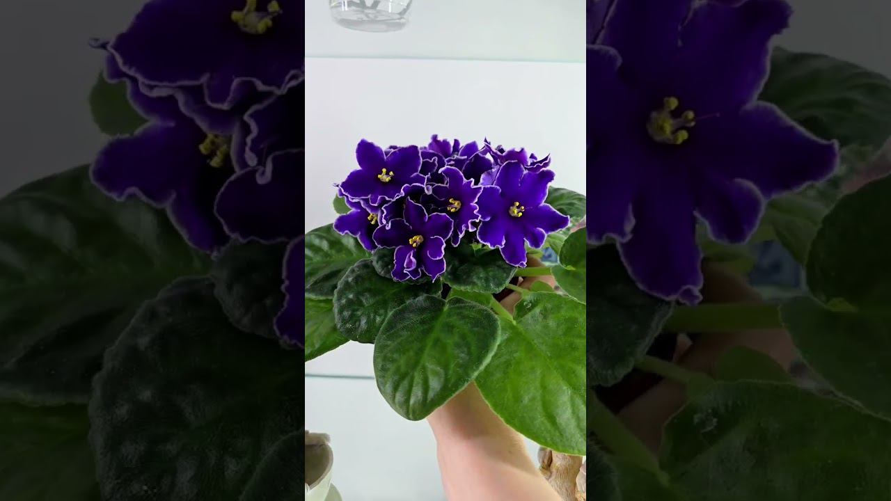 Сегодня приехали в студию Кухня Фиалки : АВ-Желтая Роза, АВ-Хурма, АВ-Красные Розы смотреть онлайн