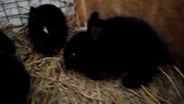 кролики полтавское серебро смотреть онлайн