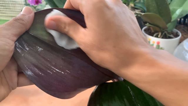 Just one bottle! The barren orchid garden suddenly sprouted and bloomed magically all year round смотреть онлайн