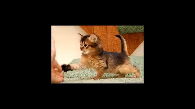 Сомалийская кошка ( сомали) смотреть онлайн