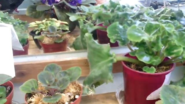 Фиалки на стойке Как я их выращиваю смотреть онлайн