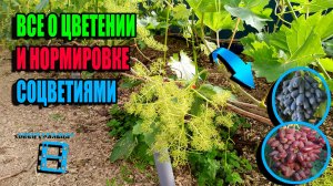 ЗОЛОТОЕ ПРАВИЛО НОРМИРОВКИ ВИНОГРАДА СОЦВЕТИЯМИ. ЦВЕТЕНИЕ ВИНОГРАДА. СЕВЕРНЫЙ ВИНОГРАДНИК 23-22