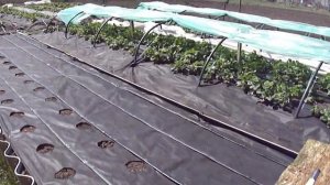 Как за 5 минут проделать отверстия в агроволокне для посадки клубники