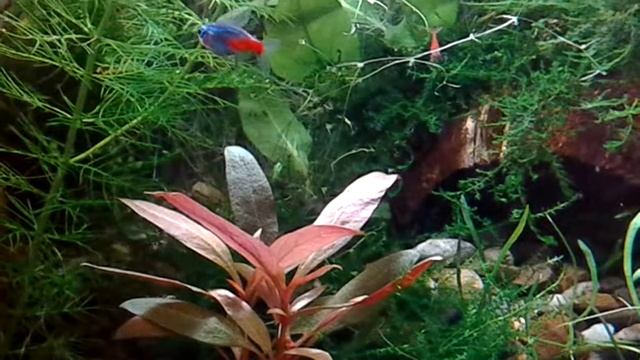 Рыбки неоны лучшие соседи для креветочника смотреть онлайн