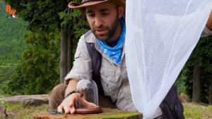 ЭКСКЛЮЗИВ укус гиганского японского шершня КОЙОТ ПИТЕРСОН