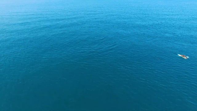 Стая дельфинов в Чемитоквадже смотреть онлайн