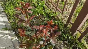 Обязательная Профилактическая ОБРАБОТКА РОЗ баковой смесью АКТАРА +ТОПАЗ от болезней и вредителей