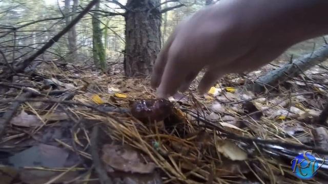 Боровики и Белые грибы! Октябрь 2017!!! Сбор грибов. Mushrooms 2017. смотреть онлайн