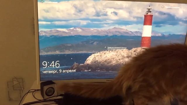 Котёнок Мейн-кун ловит мышку! смотреть онлайн