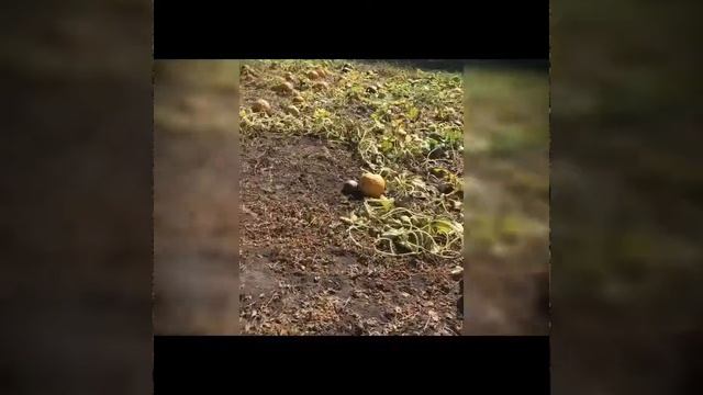 Мої кабаки. Гарбузи на насіння! Урожай 2020. Чи вигідно садити гарбузи на великих площах? смотреть онлайн