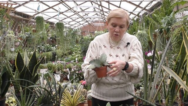 Сансевиерия. смотреть онлайн