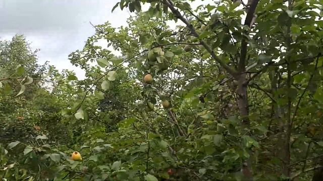 Груша Чежевского (Чижовского). Видео - 2 смотреть онлайн