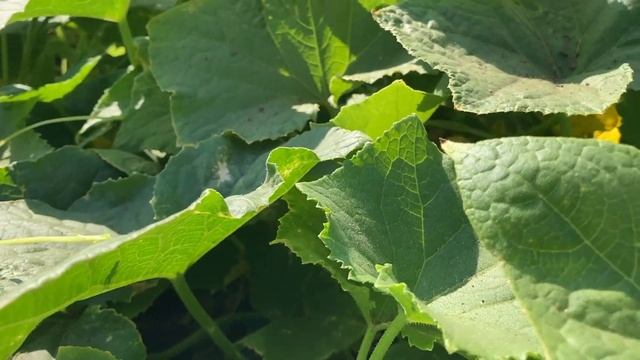 Опрыскала этим ОГУРЦЫ и ПОЖЕЛТЕНИЕ ЛИСТЬЕВ пропало смотреть онлайн