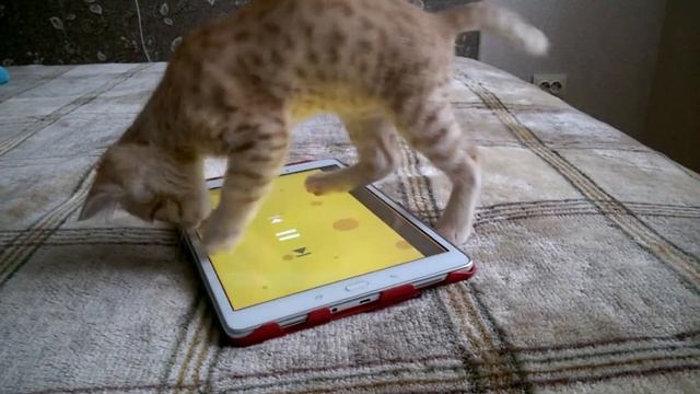 Развивающая игрушка для кота PCmasterPerm смотреть онлайн