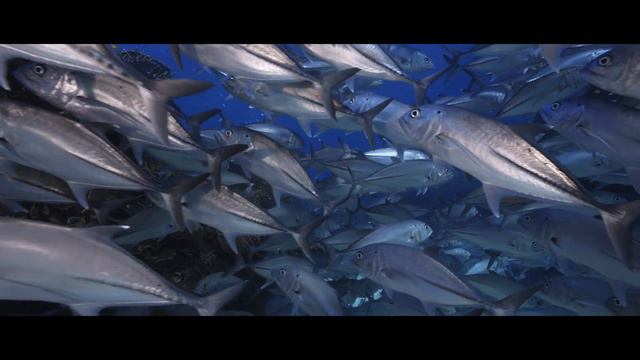 Lady Elliot Island 2021 | Southern Great Barrier Reef смотреть онлайн