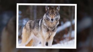 50 слов для детей 1-3 года! (Развивающие мультики для детей)