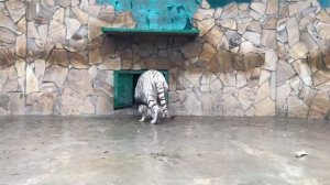 БЕЛЫЙ ТИГР. КТО ОН И ОТ КУДА?