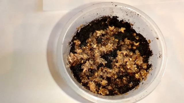 Как вырастить березу в домашних условиях смотреть онлайн