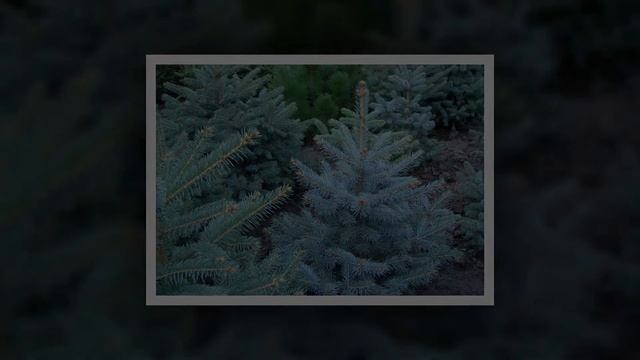 Медитация "ХВОЙНОЕ ДЫХАНИЕ" лечебная для легких. Mercedes_Bahleda-Ave_Maria смотреть онлайн