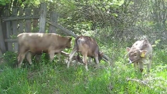 Пока гуляют без привязи. смотреть онлайн