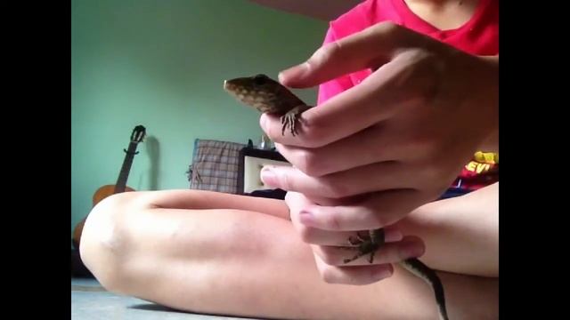 Taming A Angry Bengal Monitor(Varanus Bengalisis)