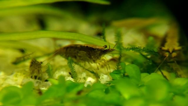 Как выглядят креветки "Бабаулти" смотреть онлайн