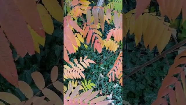 Краски осени Сумах Уксусное дерево #shorts смотреть онлайн