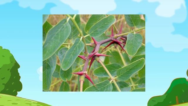 Для любознательных. Зачем деревьям колючки? смотреть онлайн