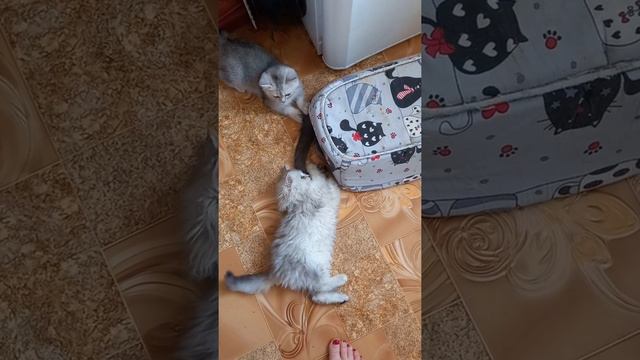 кто здесь живет?#шиншилла #коты #котята #скоттишстрайт #katzenbabys #skottishstraiht#котыприколы смотреть онлайн