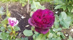 Английские розы Дэвида Остина. Роза Вильям Шекспир......15 июля 2023 год