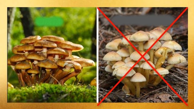 Малювання "Гриби" смотреть онлайн