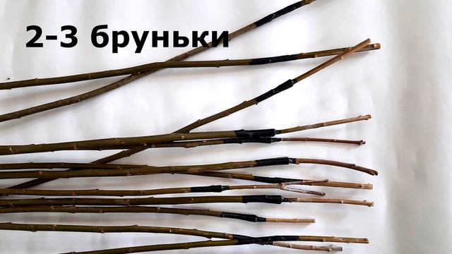 Щеплення дерев верби | зимняя прививка ивы | winter grafting willow смотреть онлайн
