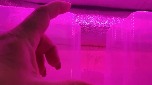 Какие огурцы я посадила на рассаду для теплицы, а какие в открытый грунт. смотреть онлайн