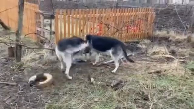 ВЕО не могут поделить игрушку . Вязка овчарок . Резерв щенков . смотреть онлайн