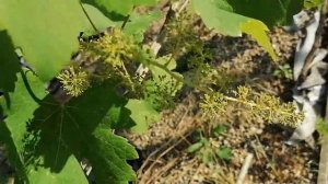 Виноград Монарх. Проблемы в выращивании.