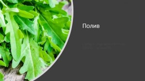 Как вырастить рукколу на подоконнике