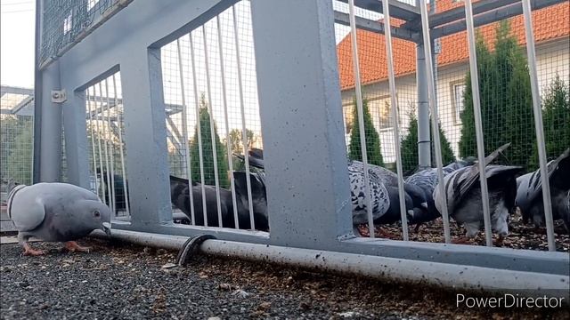 Спортивные голуби и не много цветных почтарей. 24.07.22 смотреть онлайн