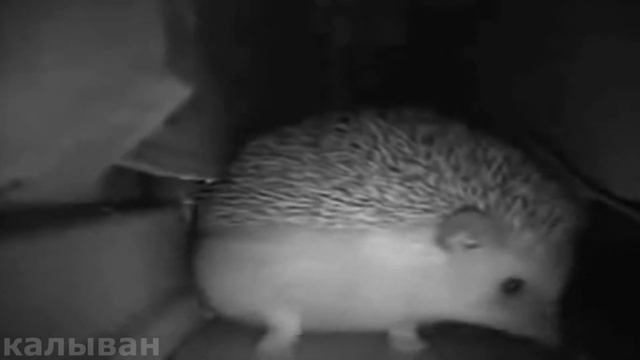 ежик чихнул и пукнул одновременно