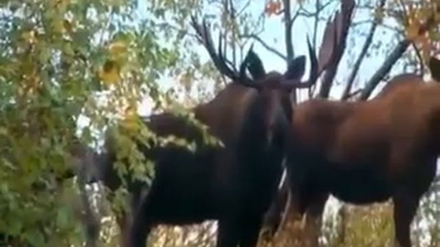 Охота на лося с луком смотреть онлайн