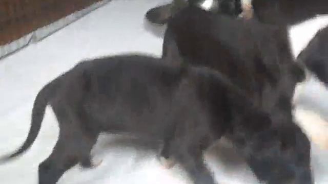 Glitter.wmv