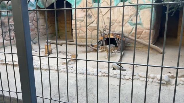 Ташкентский зоопарк удивил смотреть онлайн