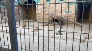 Ташкентский зоопарк удивил