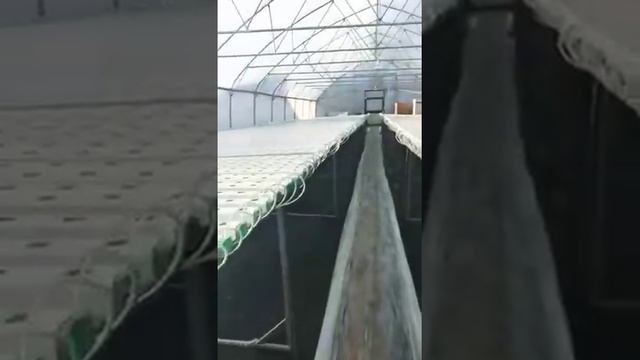 Теплица для выращивания зелени и салатов. смотреть онлайн