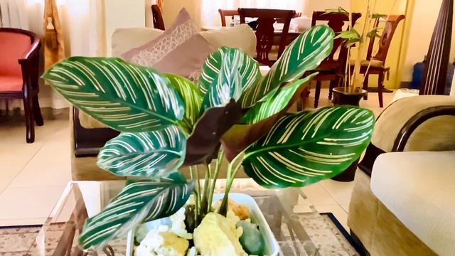 CALATHEA ORNATA | PRAYER PLANT смотреть онлайн
